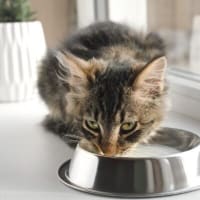 なぜ猫に牛乳を与えてはいけないのか？