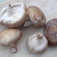 宗安寺きのこセンターの 菌床しいたけA＆B