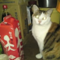 はなこのお気に入り