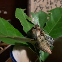 大ぶりの雨が降った。翌日は晴れでそしてまたその翌日はカタブイだったりした。そんな夜、濡れた土の上にセミの抜け殻、そして蟻が絡みついた羽化したばかりのクマゼミ～！