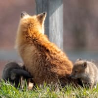 キタキツネの親子に出会えました。