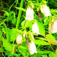 「町田薬師池公園」では「ホタルブクロ」が釣り鐘形の花を披露中！！