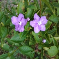 ローゼルの花が沢山咲いています～＾！