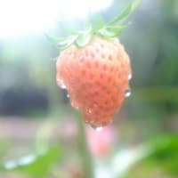 赤らみ始めたイチゴ