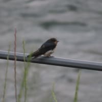 出会った生き物たち～宇治川散歩2025/5下旬（5）