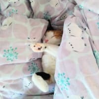 マグネットにゃんこ♪♪　試作の６月でした。