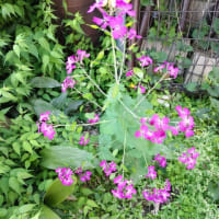 ルナリア(ゴウダ草)の開花・・
