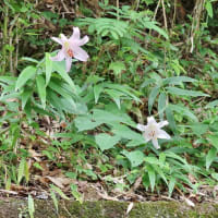 野山に自生する清楚な花に会いたくて！・・・ササユリ
