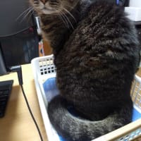 猫っぽい