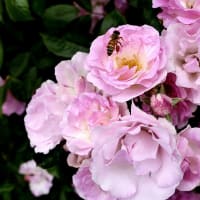 薔薇とミツバチ