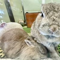 ちょっとずれた　だんご三兄弟