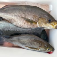 釣果