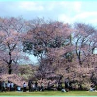 砧公園～岡本民家園ウォーキング・・・３月２６日(金)