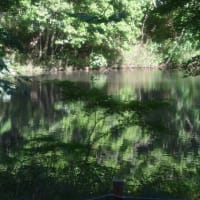 国営武蔵森林公園　　西田沼の水面に映る木々の景色　　　22