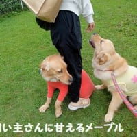 犬舎（ブリーダー）オフ会