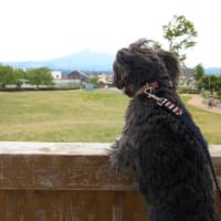 ワクチンと日常の色々