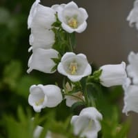 ５月に撮ったお花たち