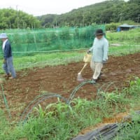草刈りと大麦の種まき