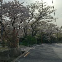 峰山桜１１
