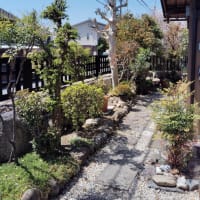 庭木の伐採