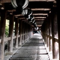 紫陽花とシーボルト-奈良県桜井市：長谷寺