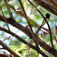 今日のサンコウチョウ