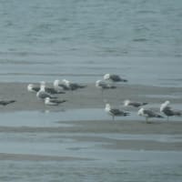 ウミネコの羽衣