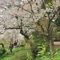 三渓園の桜