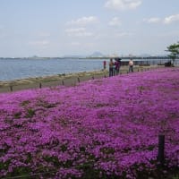 大津湖岸の芝桜