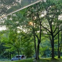 車の窓から見える西陽です