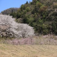 やっと「埼玉の旅　3日目「虎山の千本桜」書きました