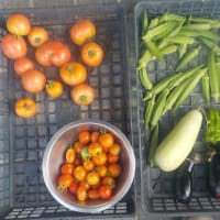 今日の収穫　トマト　オクラ　ピーマン　ナス　シロウリ
