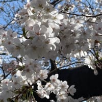 桜が一気に咲き始めました！