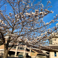 🌸涙桜🥹