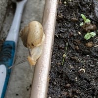 害虫と益虫