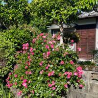 バラが咲き始めました！