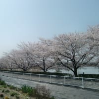 市内の公園の桜が満開になりました。
