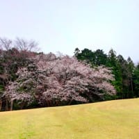 早咲きの 山桜見て 感謝する 霞む満開 ソフトフォーカス