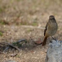 大泉緑地の野鳥（２０２５年３月１日）