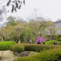 中院、喜多院の桜