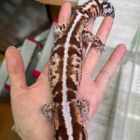 ニシアフリカトカゲモドキ　ホワイトアウト