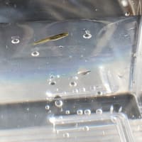 雑種になるけどお気に入りの子達