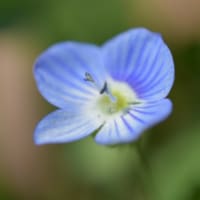 ４、花を撮る～ミクロの世界を楽しむ～
