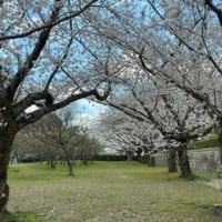 平和公園の桜ー２０２５（北九州市小倉北区）