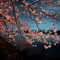 夜桜見物！