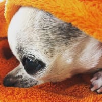 愛しのコっちま。