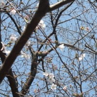 桜開花の確認