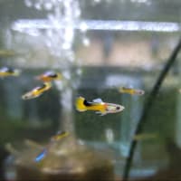 熱帯魚入荷
