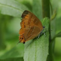 梅雨の中休みの日に万博記念公園へ（PartⅠ）