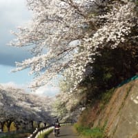 　🌸　桜回廊　🌸